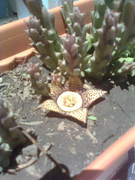[Foto de planta, jardin, jardineria]
