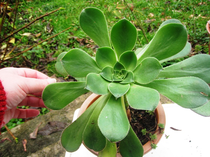 [Foto de planta, jardin, jardineria]