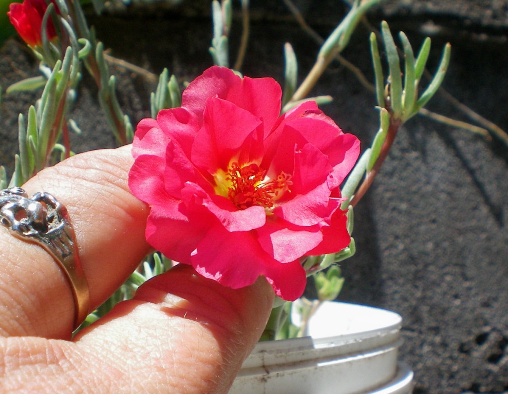 [Foto de planta, jardin, jardineria]