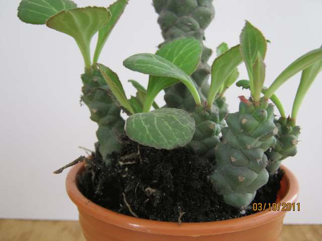 [Foto de planta, jardin, jardineria]