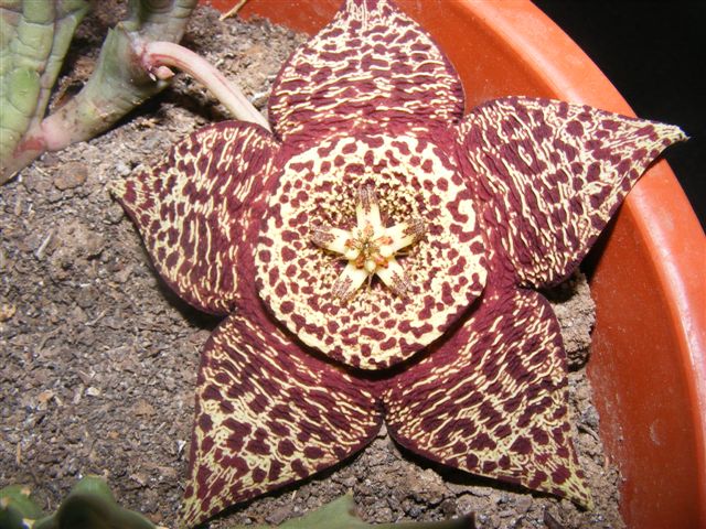 [Foto de planta, jardin, jardineria]
