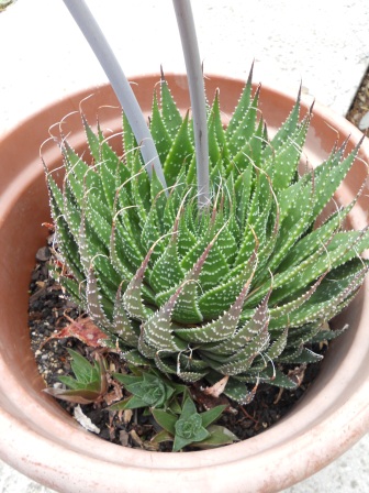 [Foto de planta, jardin, jardineria]