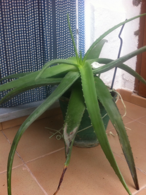 [Foto de planta, jardin, jardineria]