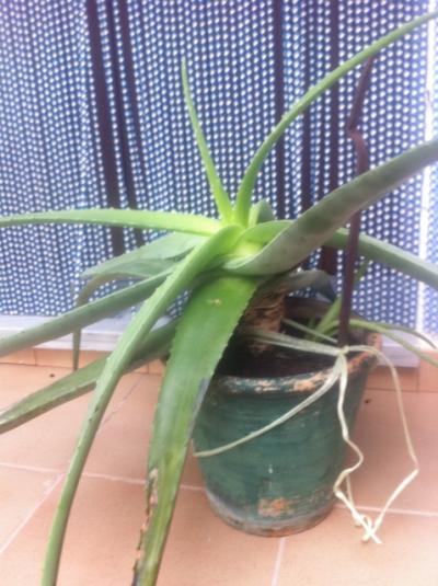 [Foto de planta, jardin, jardineria]