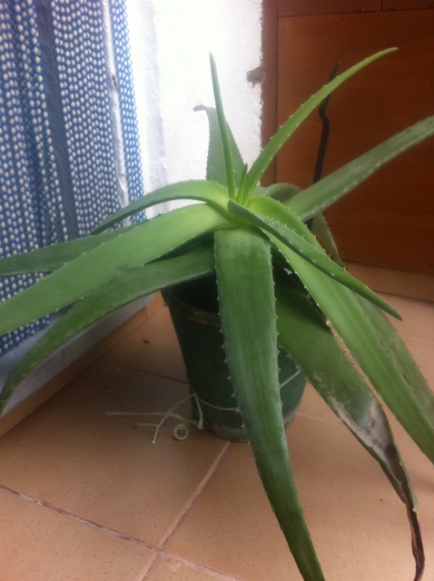[Foto de planta, jardin, jardineria]