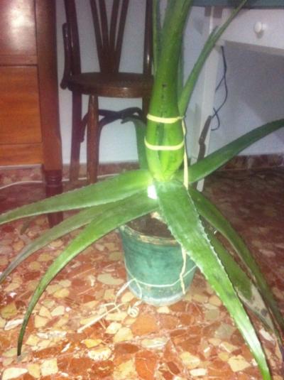 [Foto de planta, jardin, jardineria]