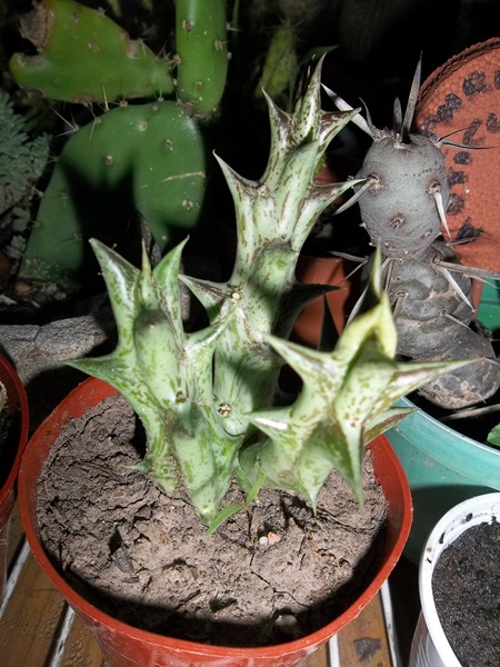 [Foto de planta, jardin, jardineria]