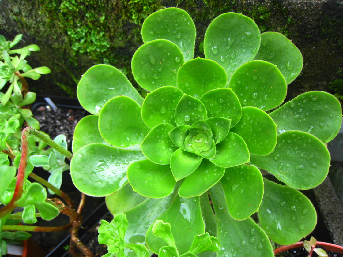 [Foto de planta, jardin, jardineria]