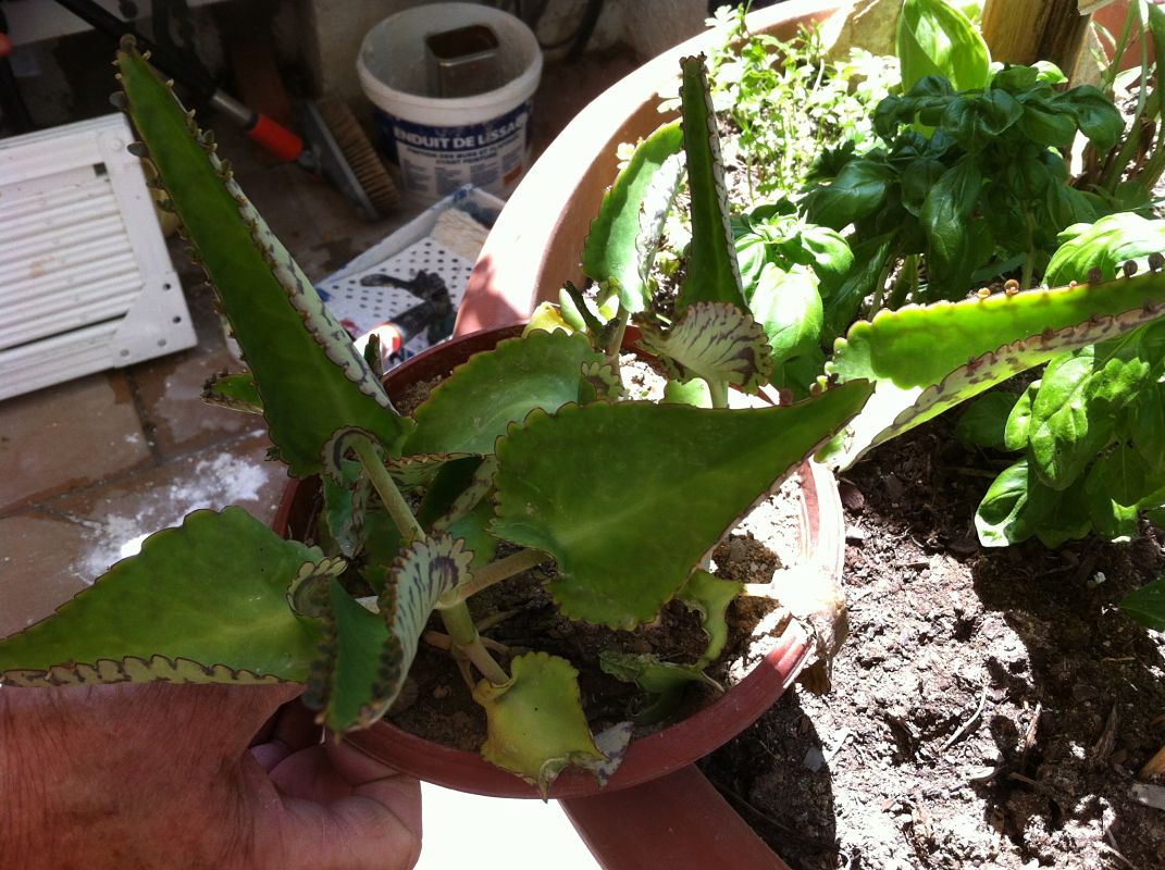 [Foto de planta, jardin, jardineria]