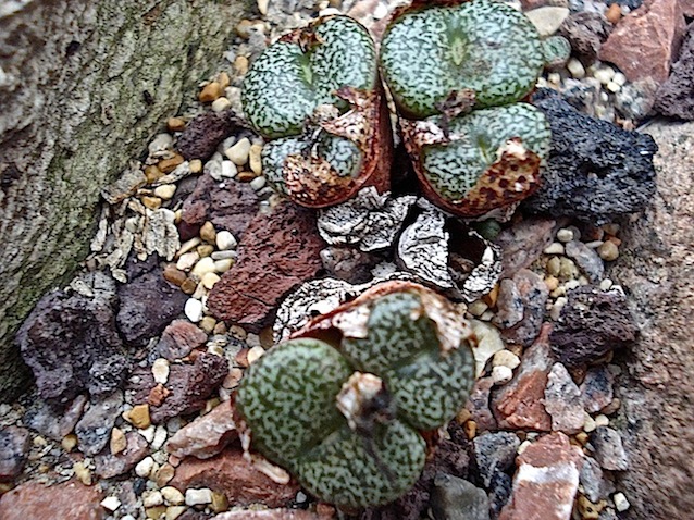 [Foto de planta, jardin, jardineria]