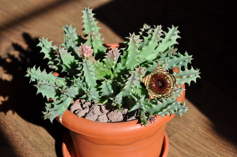 [Foto de planta, jardin, jardineria]