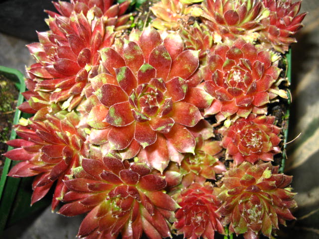 [Foto de planta, jardin, jardineria]