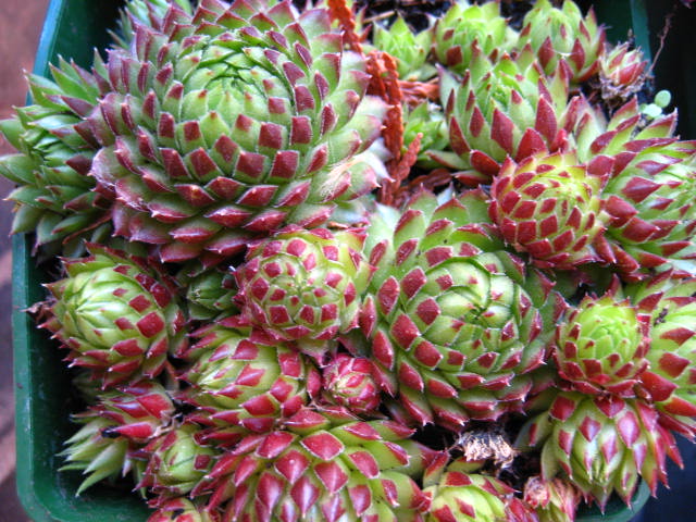 [Foto de planta, jardin, jardineria]