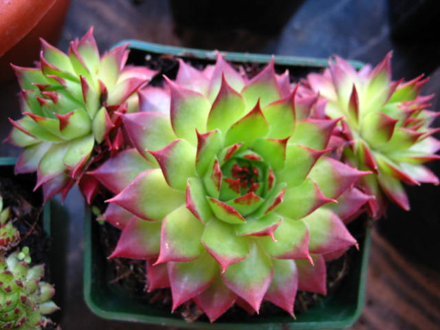 [Foto de planta, jardin, jardineria]