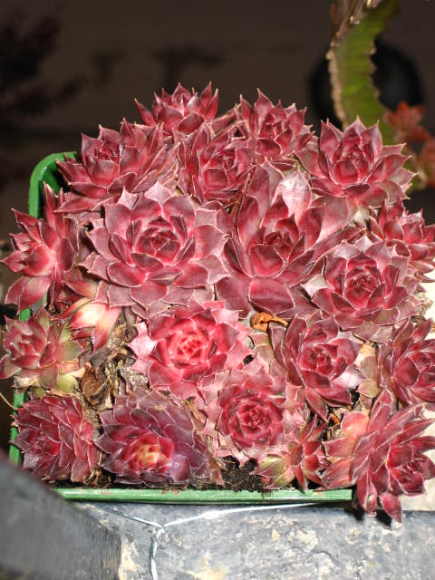 [Foto de planta, jardin, jardineria]