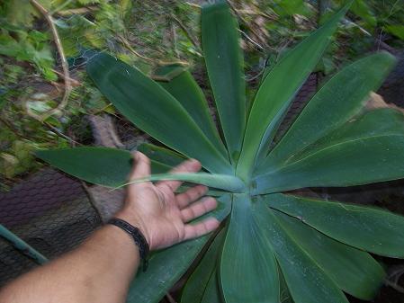 [Foto de planta, jardin, jardineria]