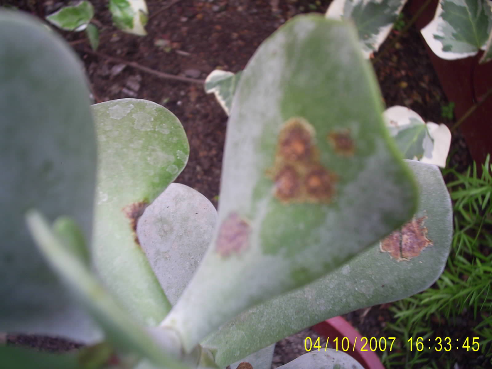 [Foto de planta, jardin, jardineria]