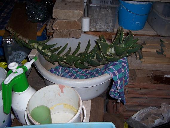 [Foto de planta, jardin, jardineria]