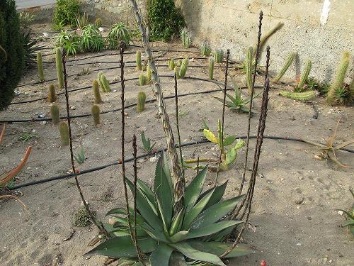 [Foto de planta, jardin, jardineria]