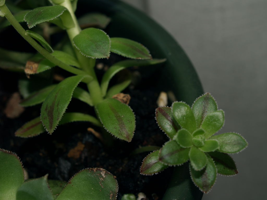 [Foto de planta, jardin, jardineria]