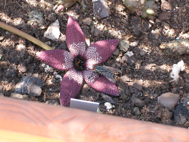 [Foto de planta, jardin, jardineria]