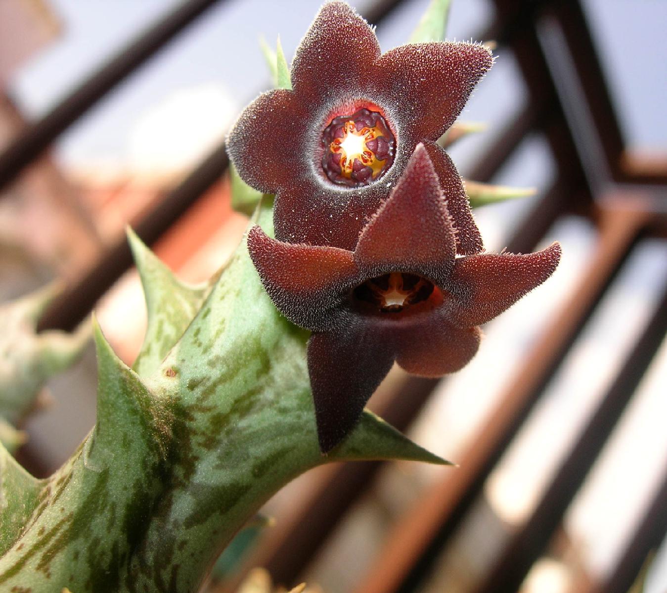 [Foto de planta, jardin, jardineria]