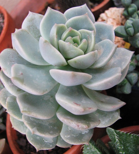 [Foto de planta, jardin, jardineria]