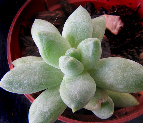 [Foto de planta, jardin, jardineria]