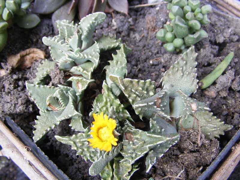 [Foto de planta, jardin, jardineria]