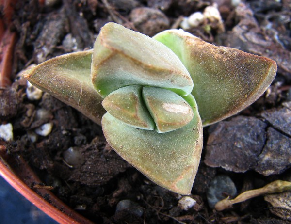 [Foto de planta, jardin, jardineria]