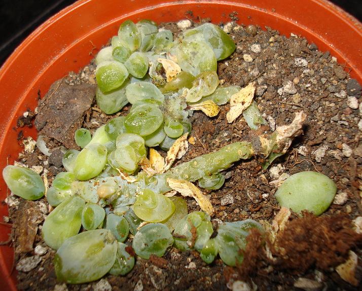 [Foto de planta, jardin, jardineria]