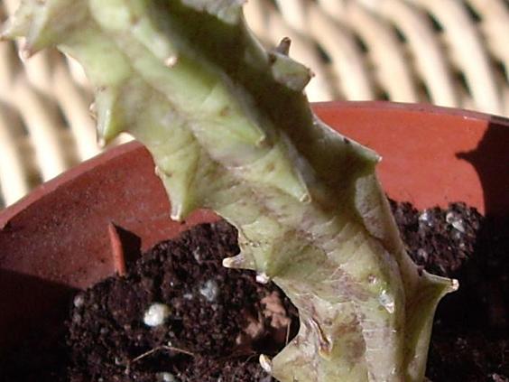 [Foto de planta, jardin, jardineria]