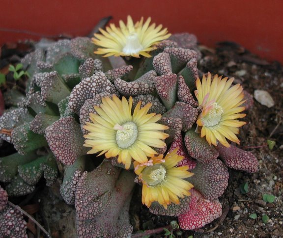 [Foto de planta, jardin, jardineria]