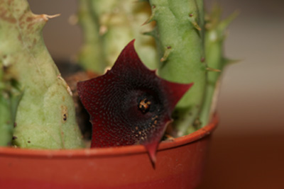 [Foto de planta, jardin, jardineria]