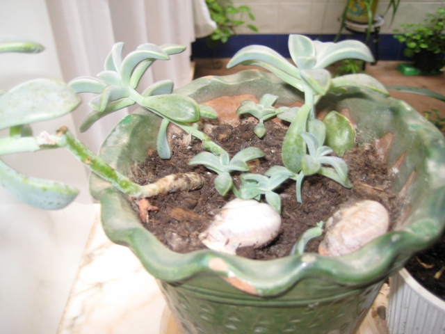 [Foto de planta, jardin, jardineria]