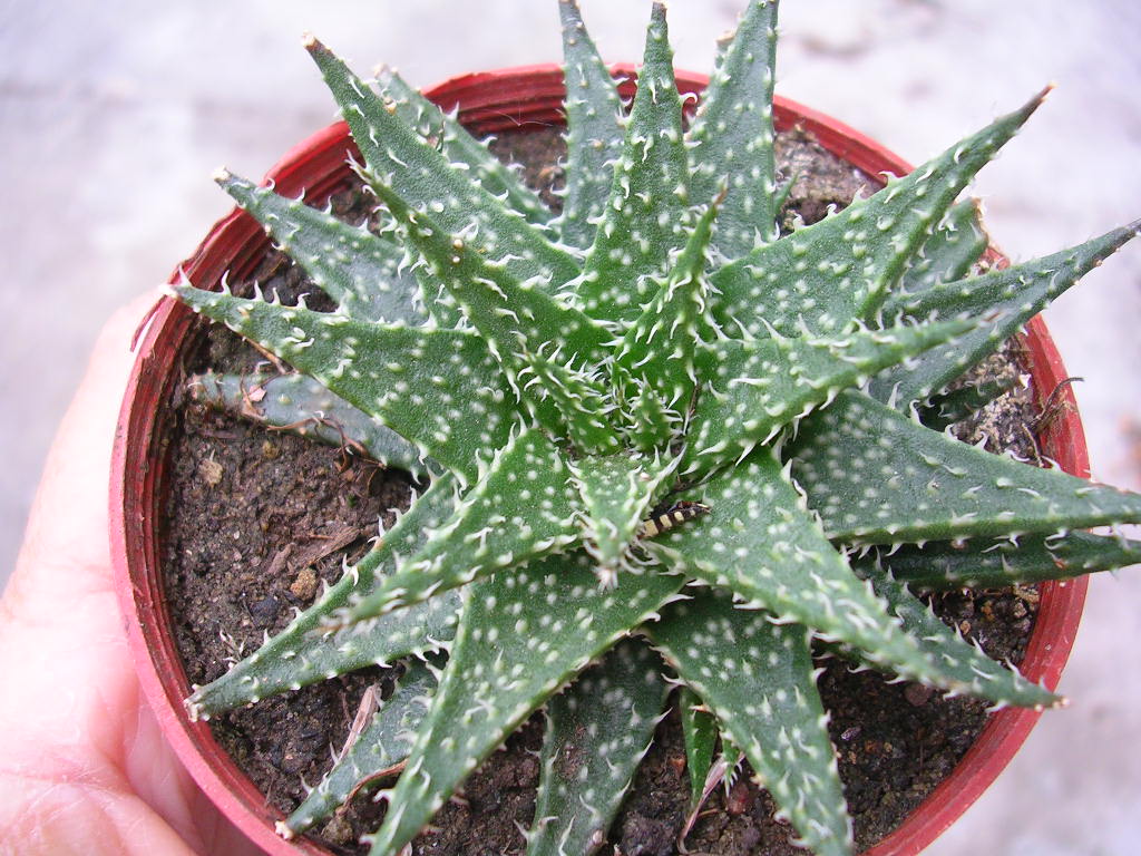 [Foto de planta, jardin, jardineria]