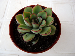 [Foto de planta, jardin, jardineria]