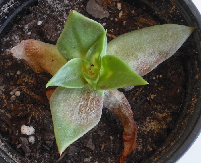 [Foto de planta, jardin, jardineria]