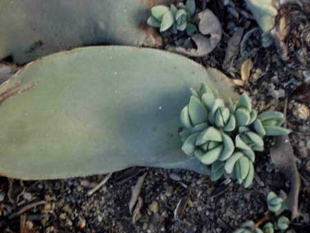 [Foto de planta, jardin, jardineria]