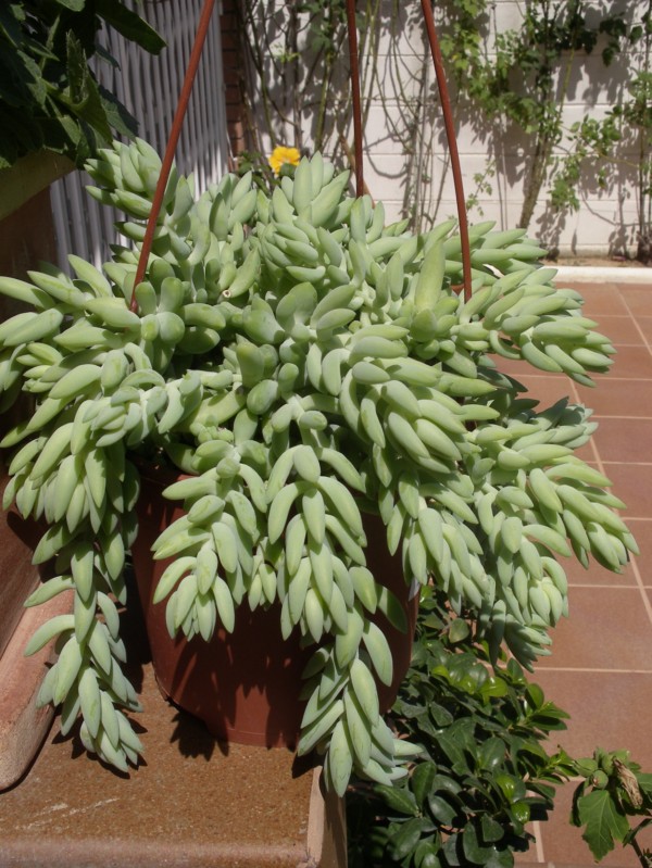 [Foto de planta, jardin, jardineria]