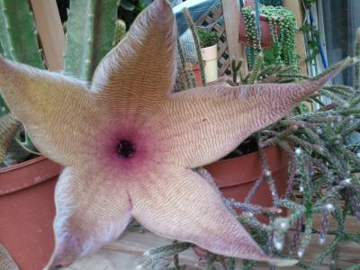 [Foto de planta, jardin, jardineria]