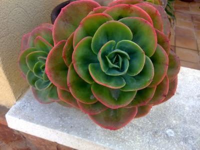 [Foto de planta, jardin, jardineria]