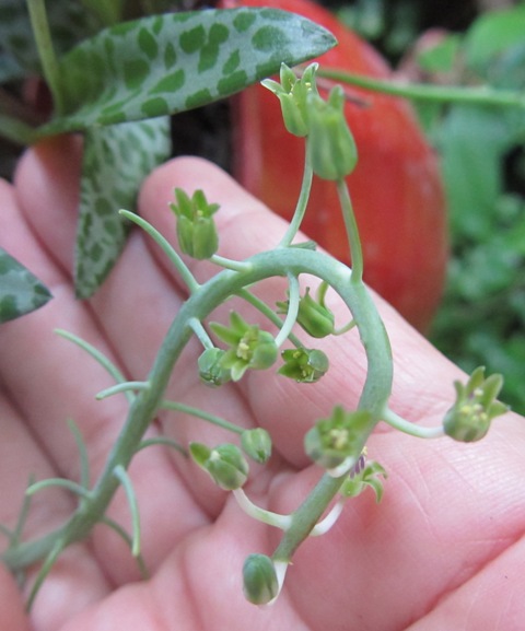 [Foto de planta, jardin, jardineria]