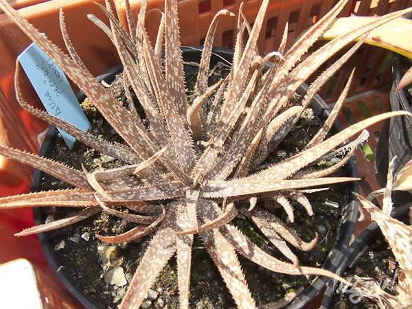 [Foto de planta, jardin, jardineria]