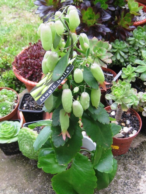 [Foto de planta, jardin, jardineria]