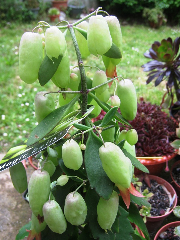 [Foto de planta, jardin, jardineria]