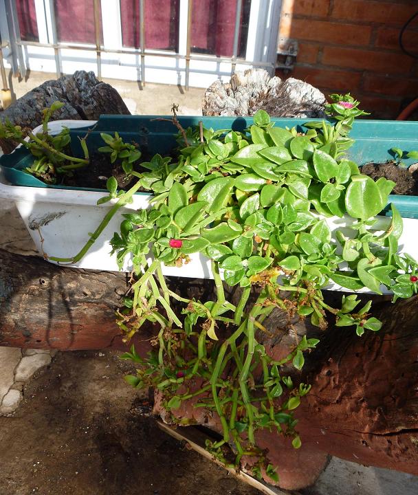 [Foto de planta, jardin, jardineria]