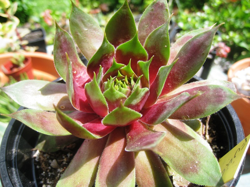 [Foto de planta, jardin, jardineria]