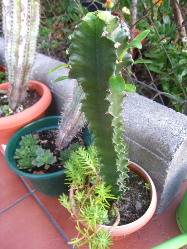 [Foto de planta, jardin, jardineria]