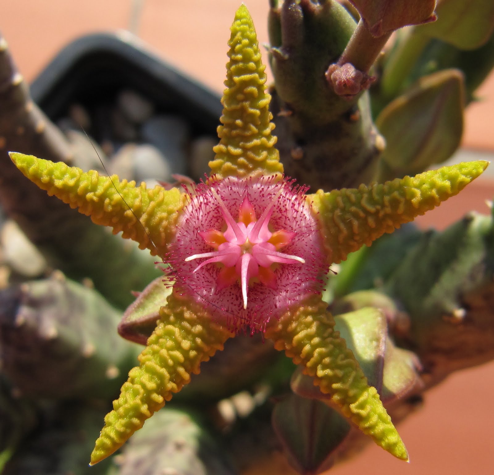 [Foto de planta, jardin, jardineria]